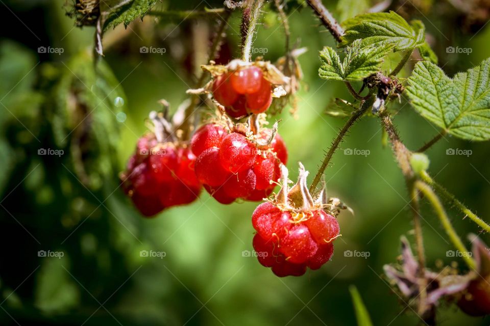 Wild raspberries