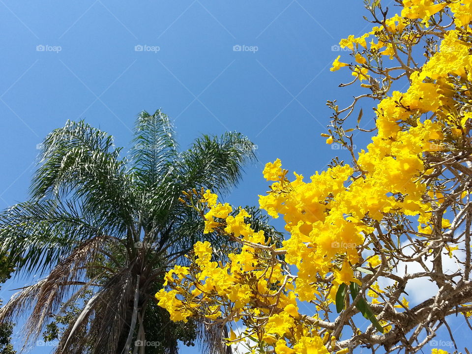 blue sky. yellow blossoms, palm tree  and blue sky