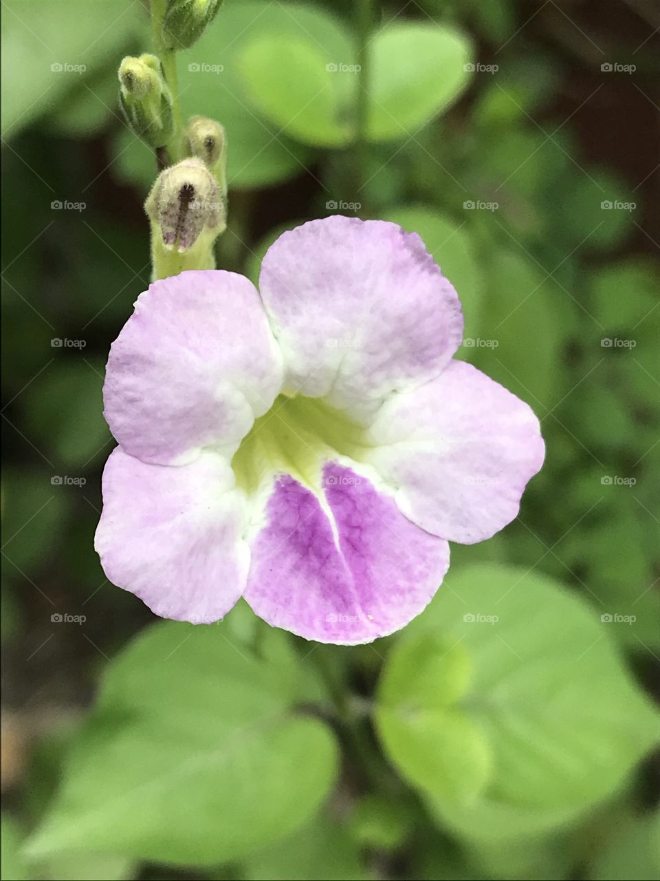 A beautiful purple flower of the green tropics.