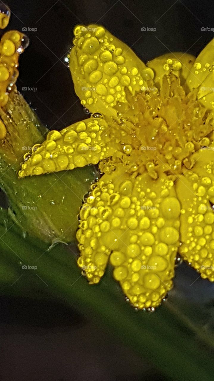 dew on wildflower