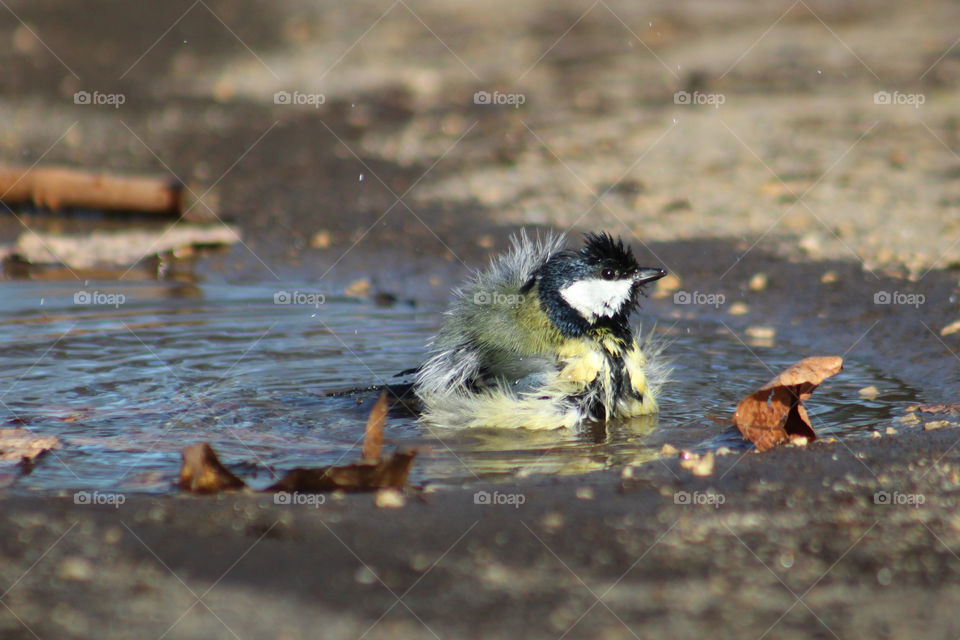 Let's take a bath. Great titmouse taking a bath.