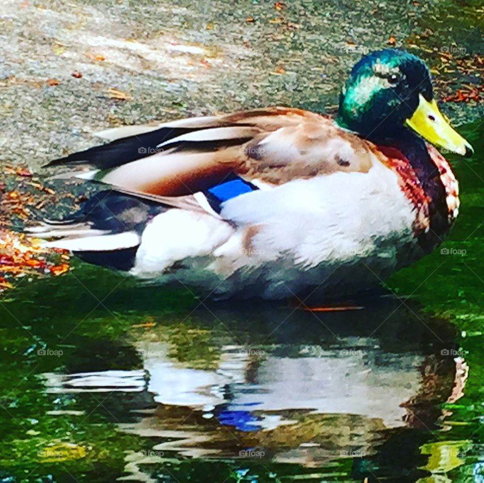 A duck swimming 