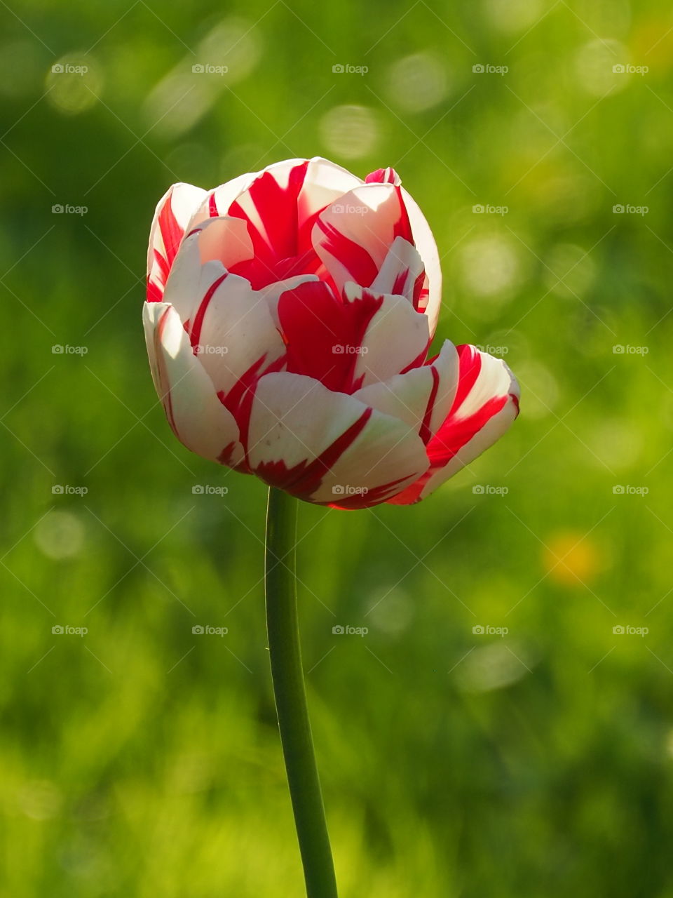 Tulip