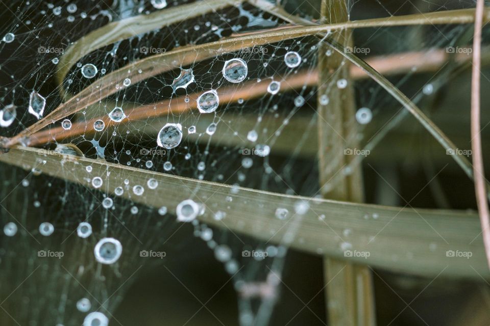 Spider net with water drops. Macro , toned