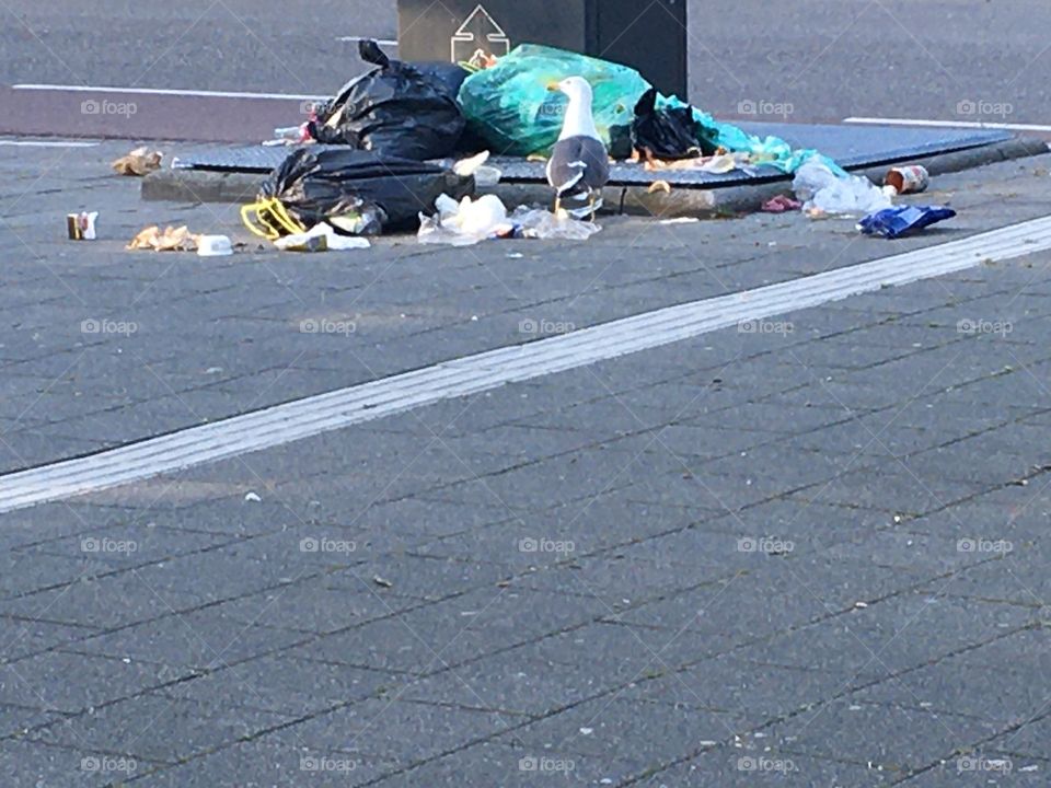 Seagull is looking for food among waste