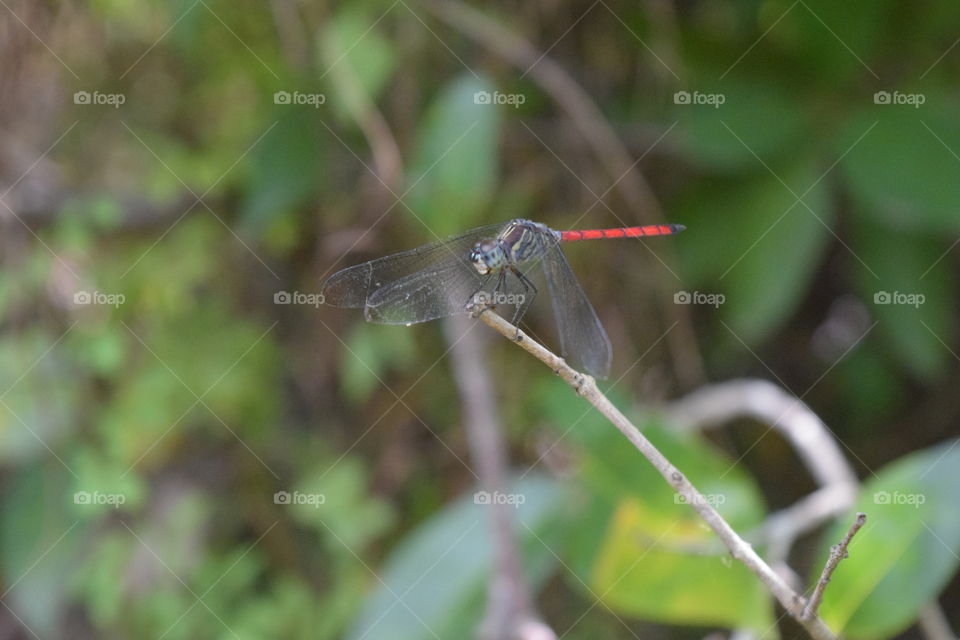 Dragonfly at Baddegana Wetland Park
