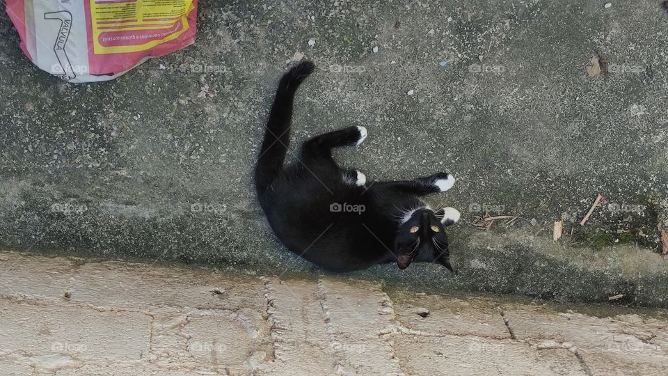 pantera,mini pantera