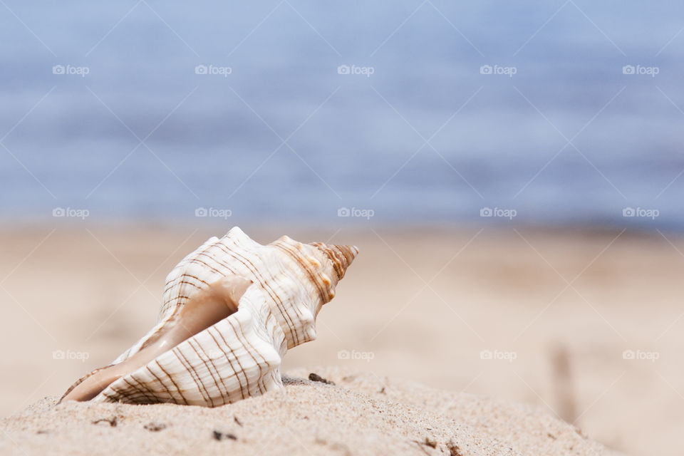Sea cockleshell on a beach against the sea