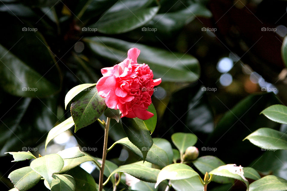 Close-up of camellia flower