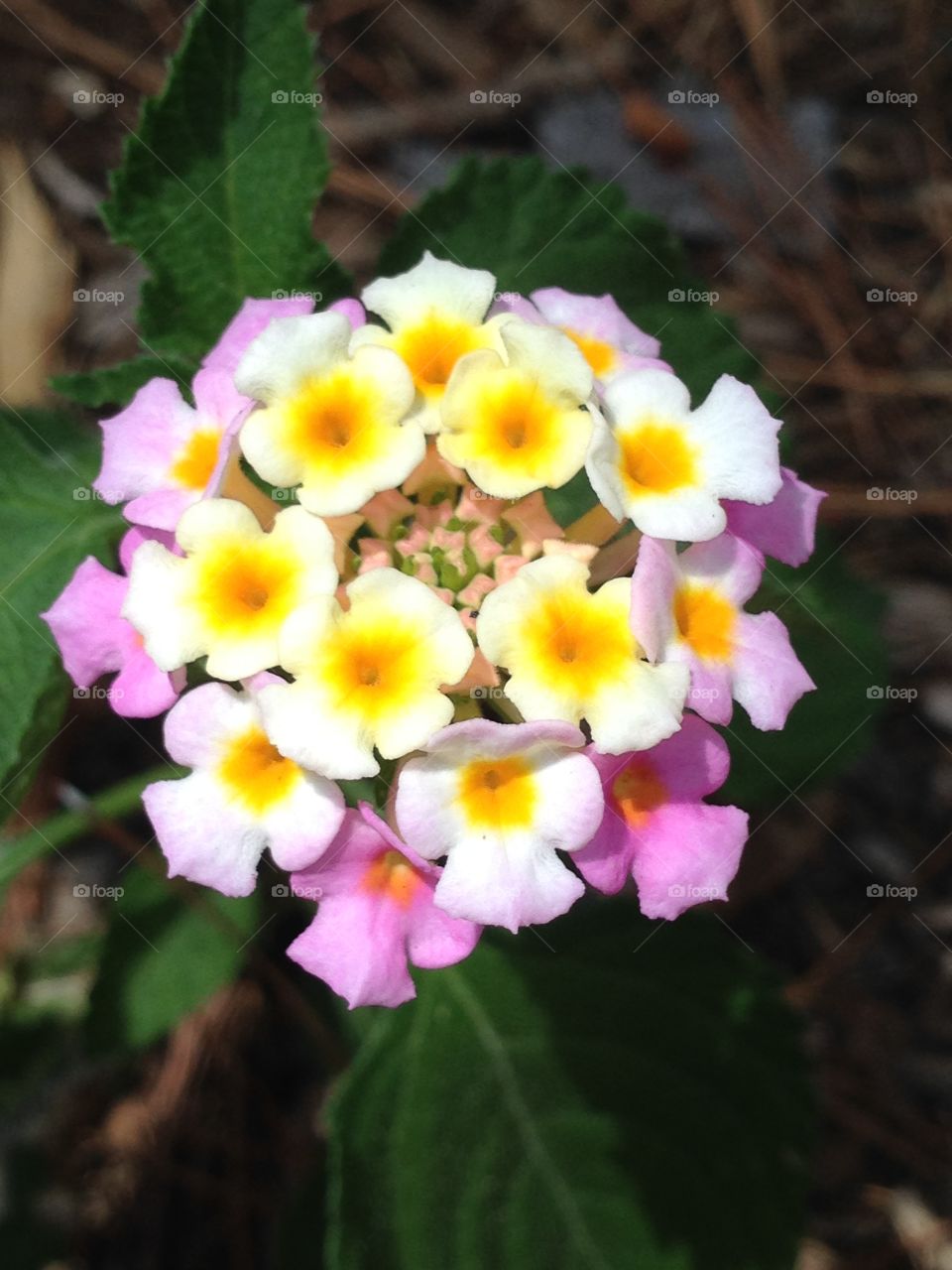 Lantana flower