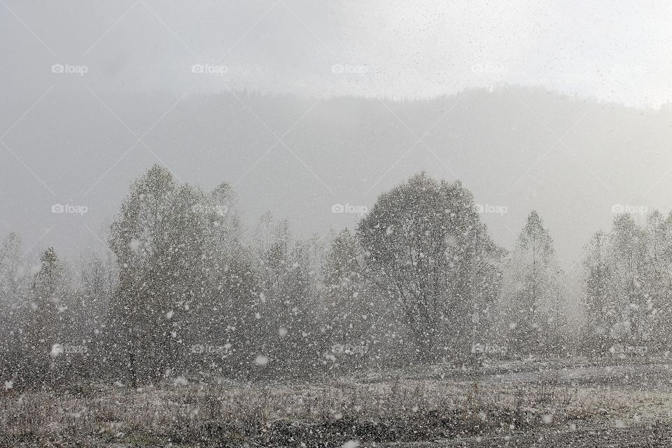 Snow falling heavily in an evergreen forest with focus on snowflakes creating a winter wonderland.