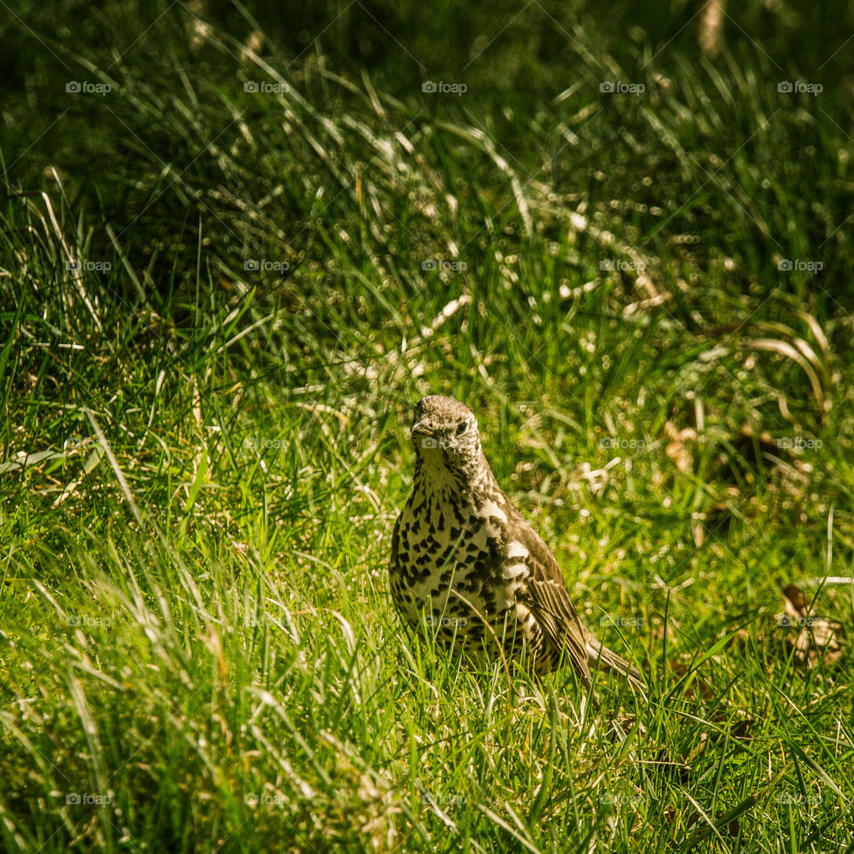 Grass, Wildlife, Nature, Bird, Outdoors