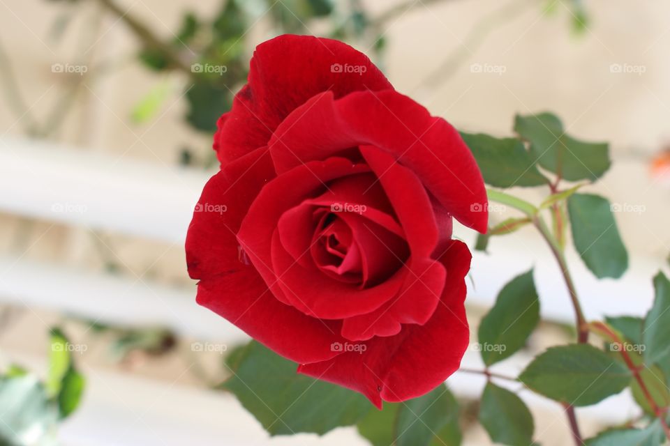 Red rose
