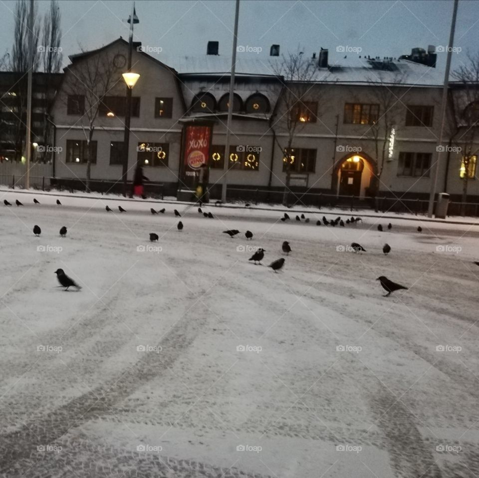 Railway station car park invaded by jackjaws