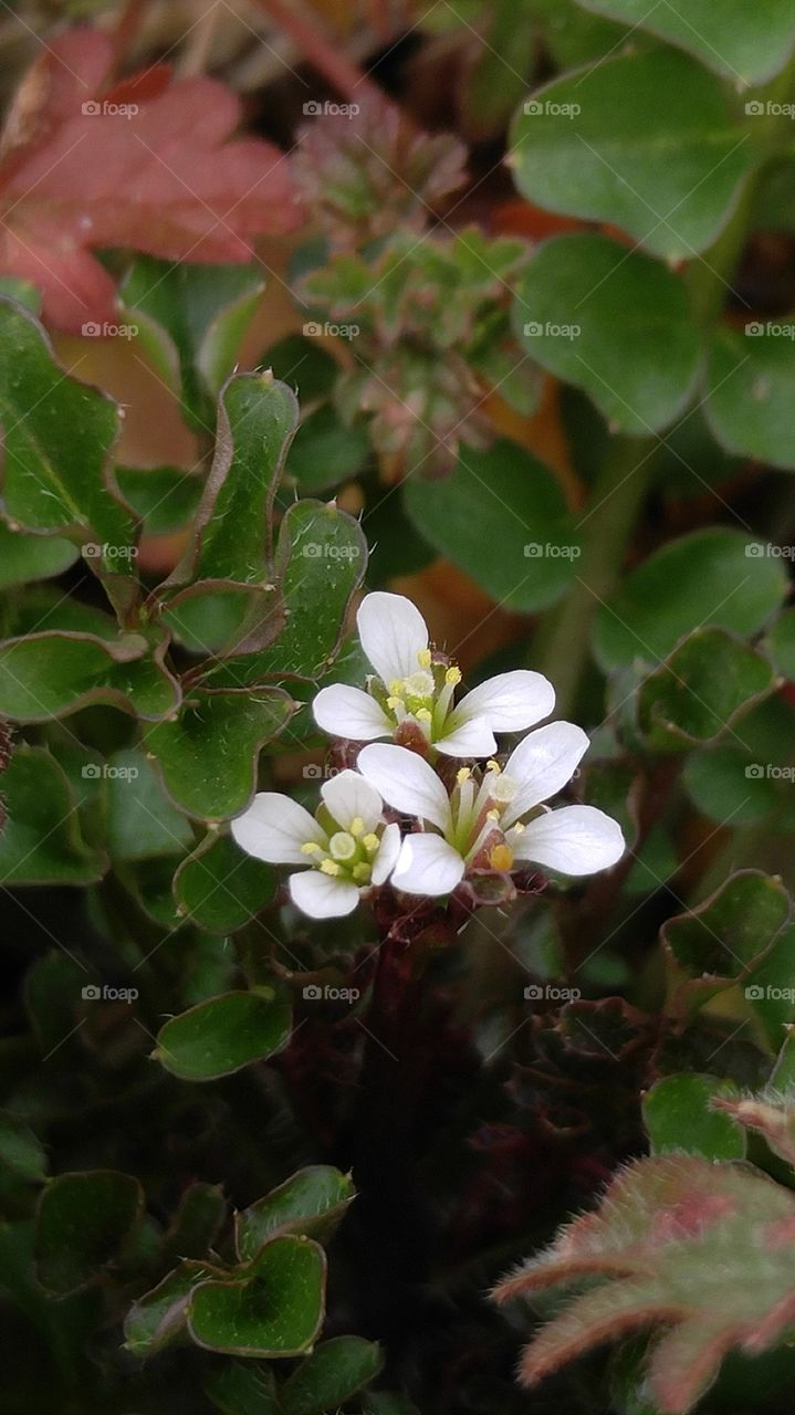 Tiny White Flower
