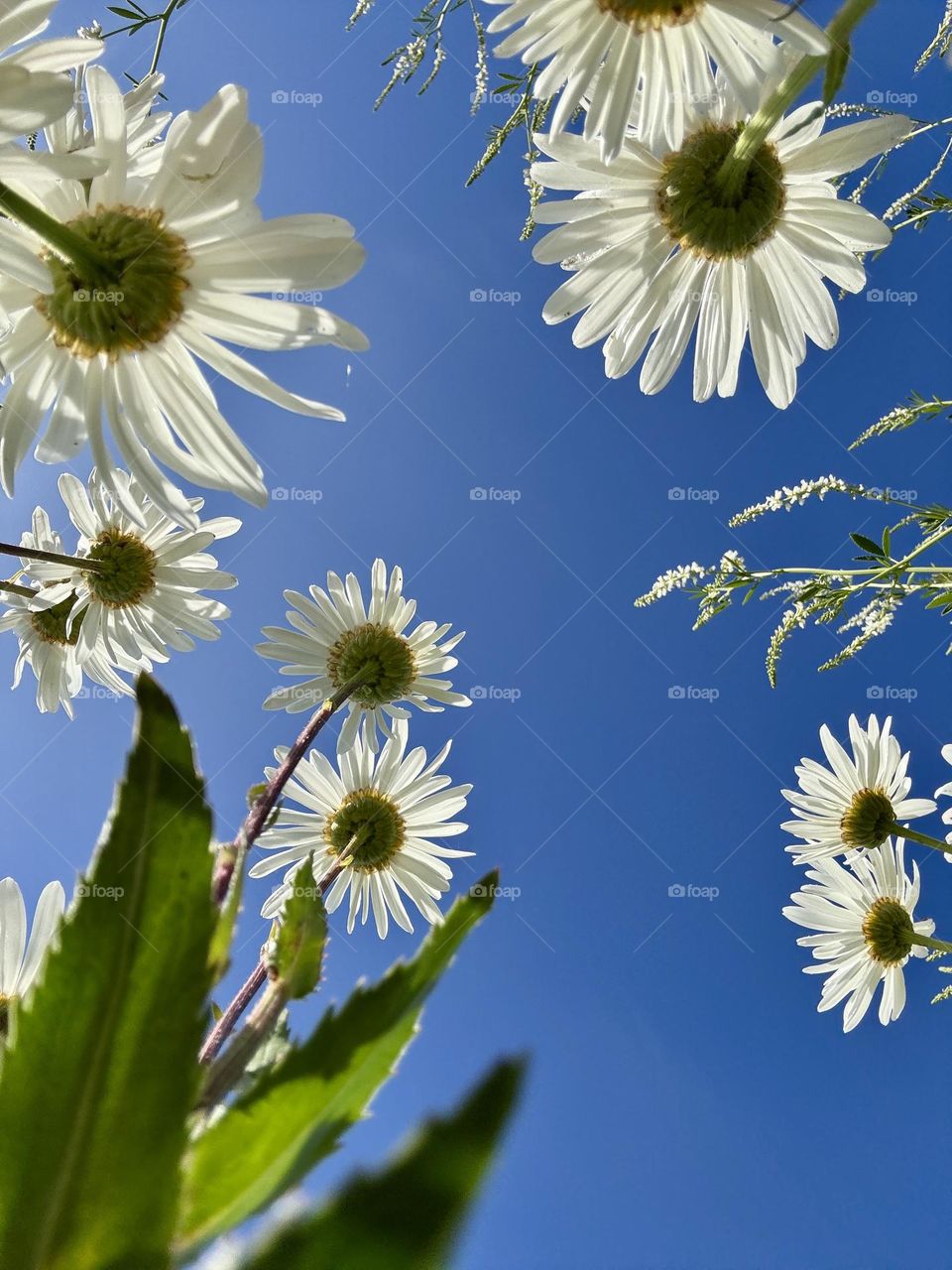 White camomiles on the blue sky background 