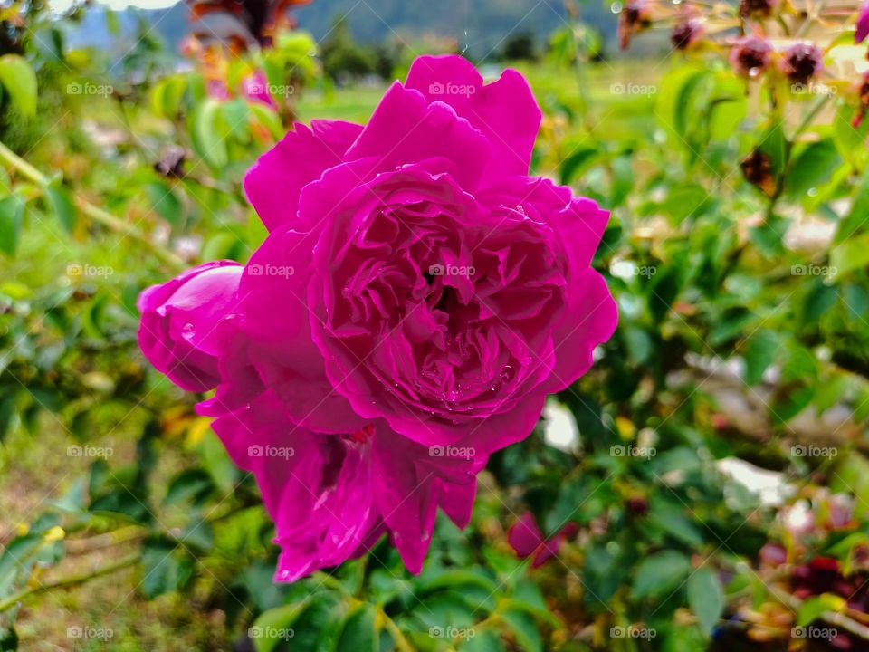 Beautifurl rose in garden, nature background