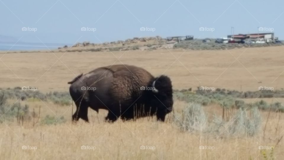 great buffalo