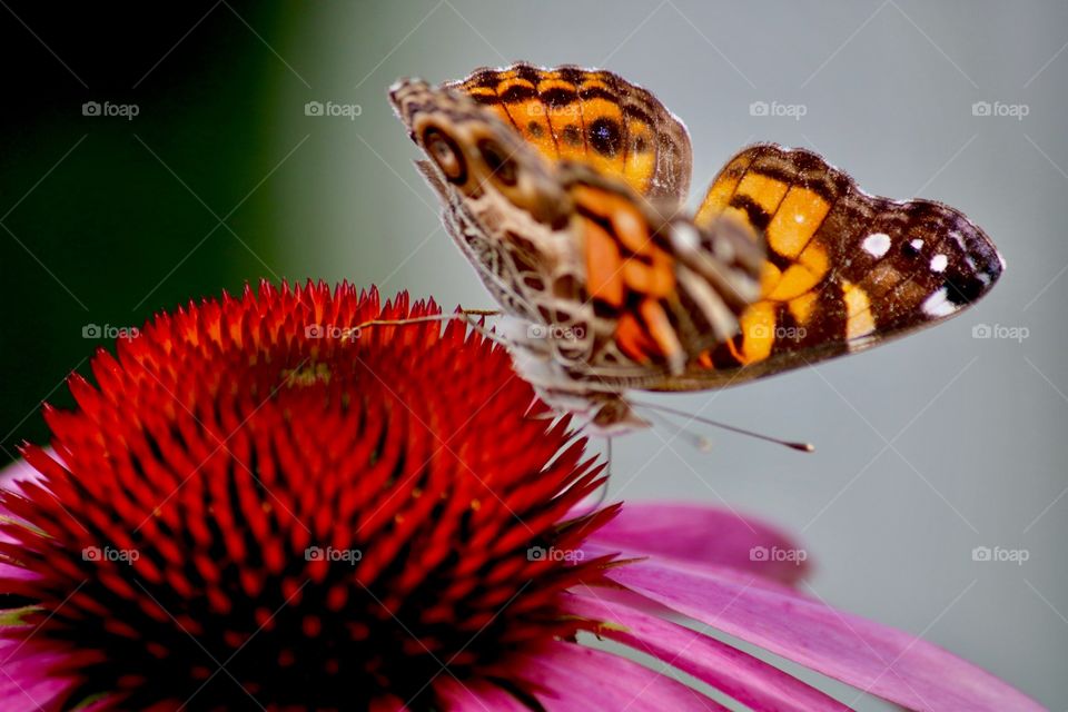 Butterfly in the garden 