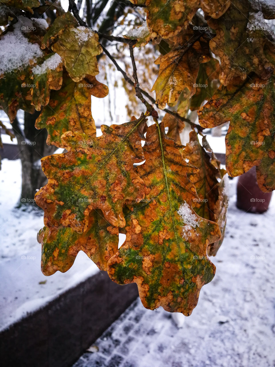 Oak leaves on a winter day