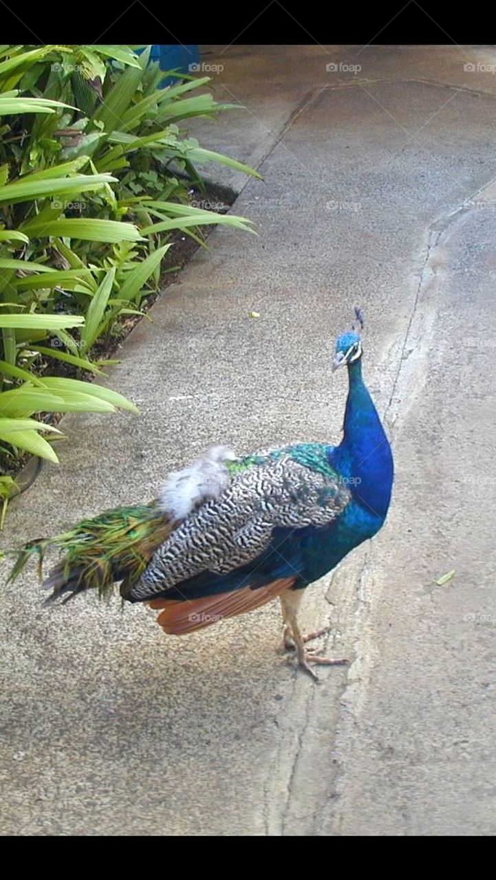 Peacock