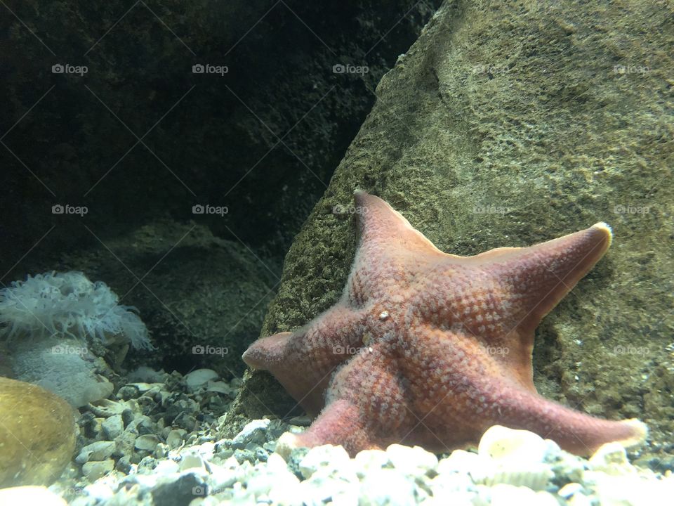 Starfish in an aquarium 