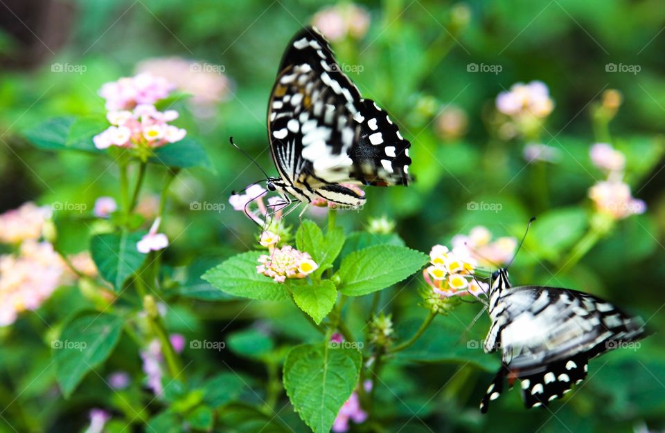 Close-up of butterflies on flower