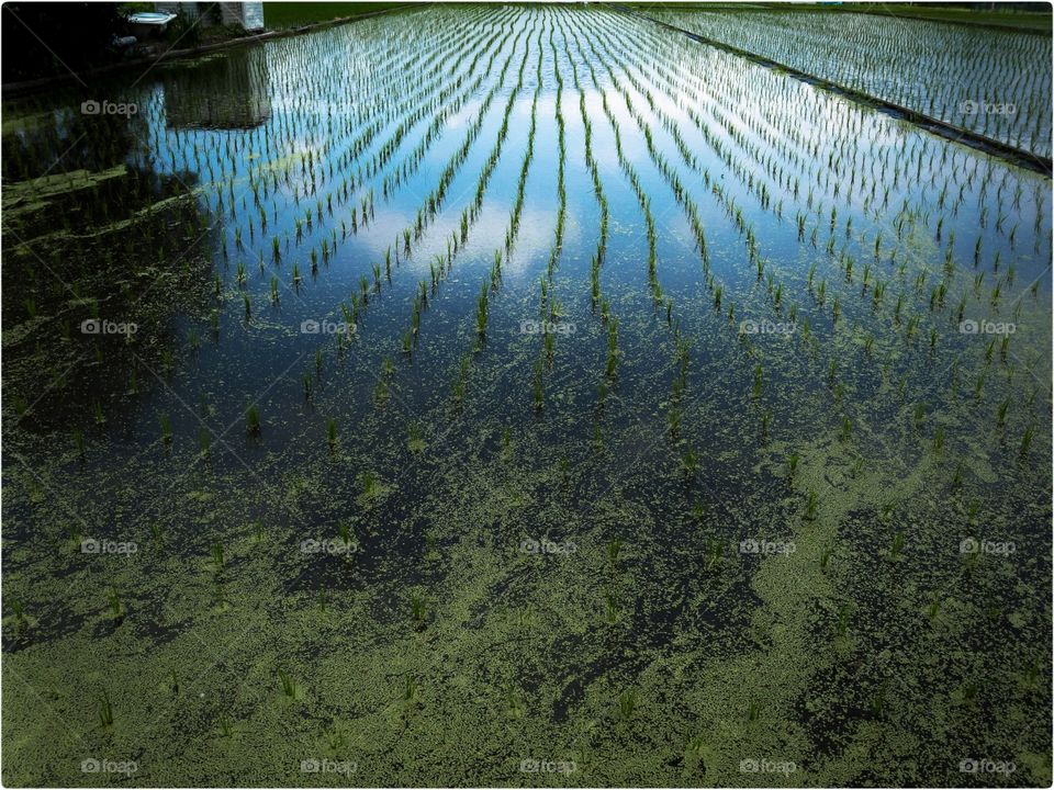 Sky reflected on rice paddy