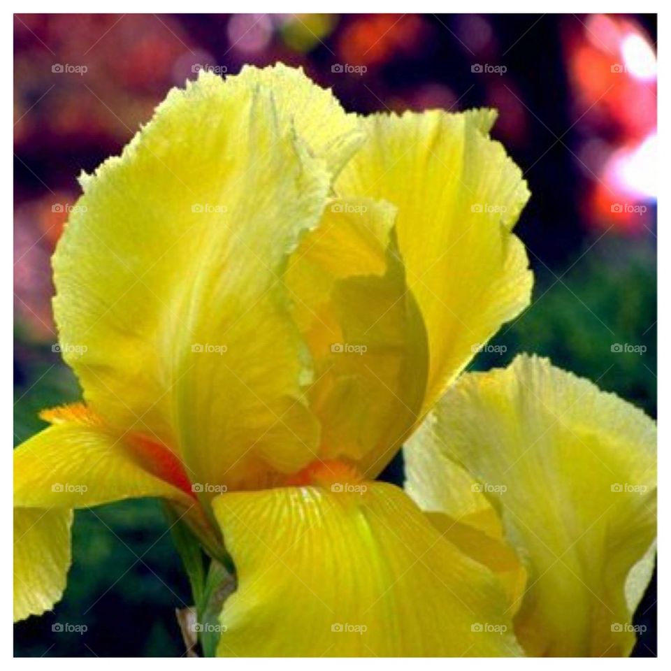 Yellow Iris