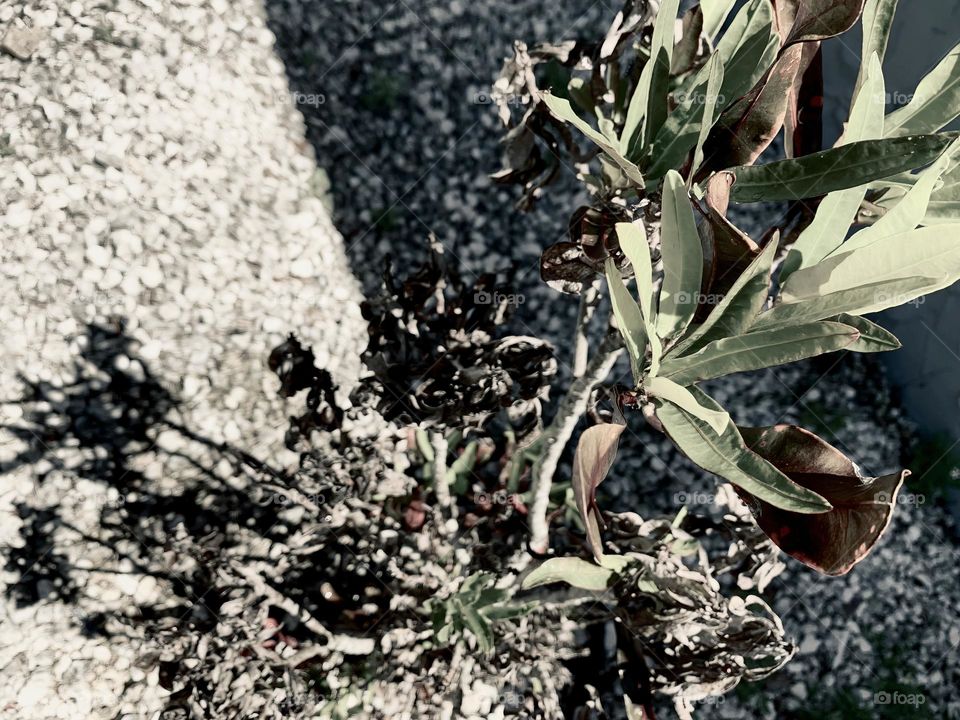 Shadow Under Skinny Plant 