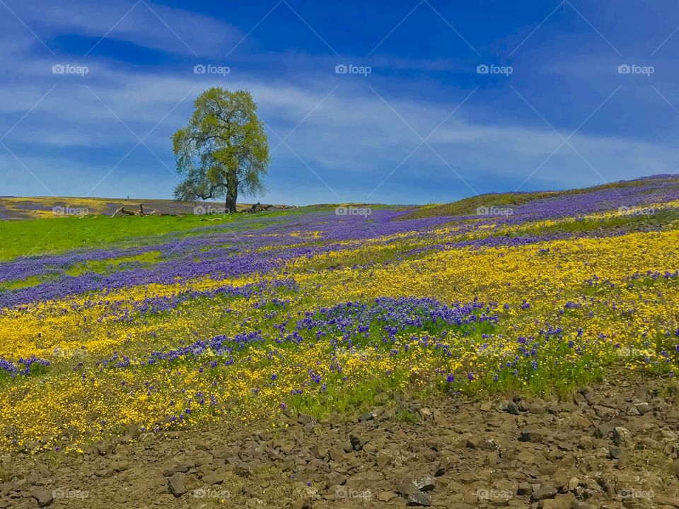 Table Mountain,  Lake Oroville Ca