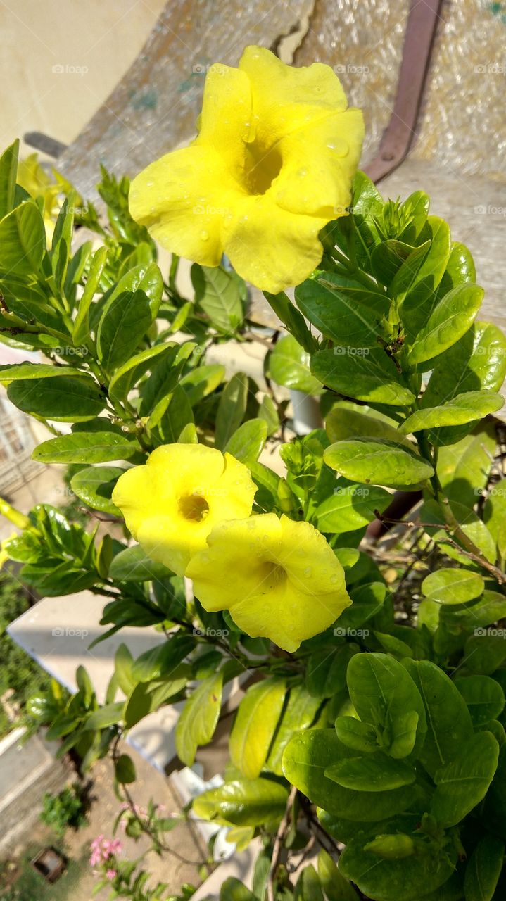 yellow flowers