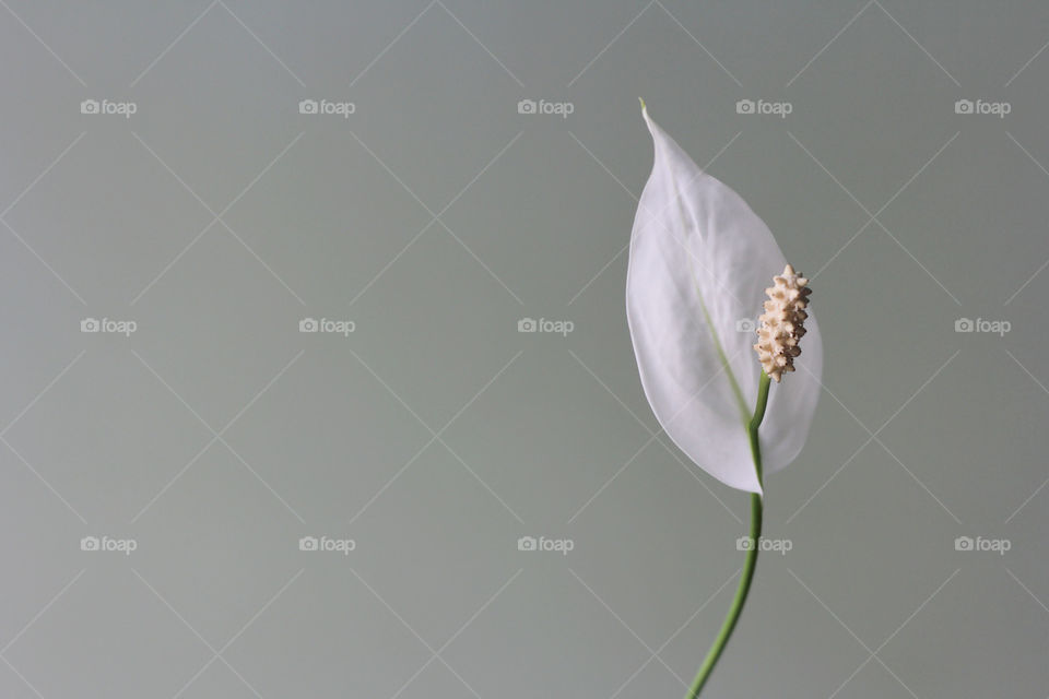 White flower indoor, minimalism