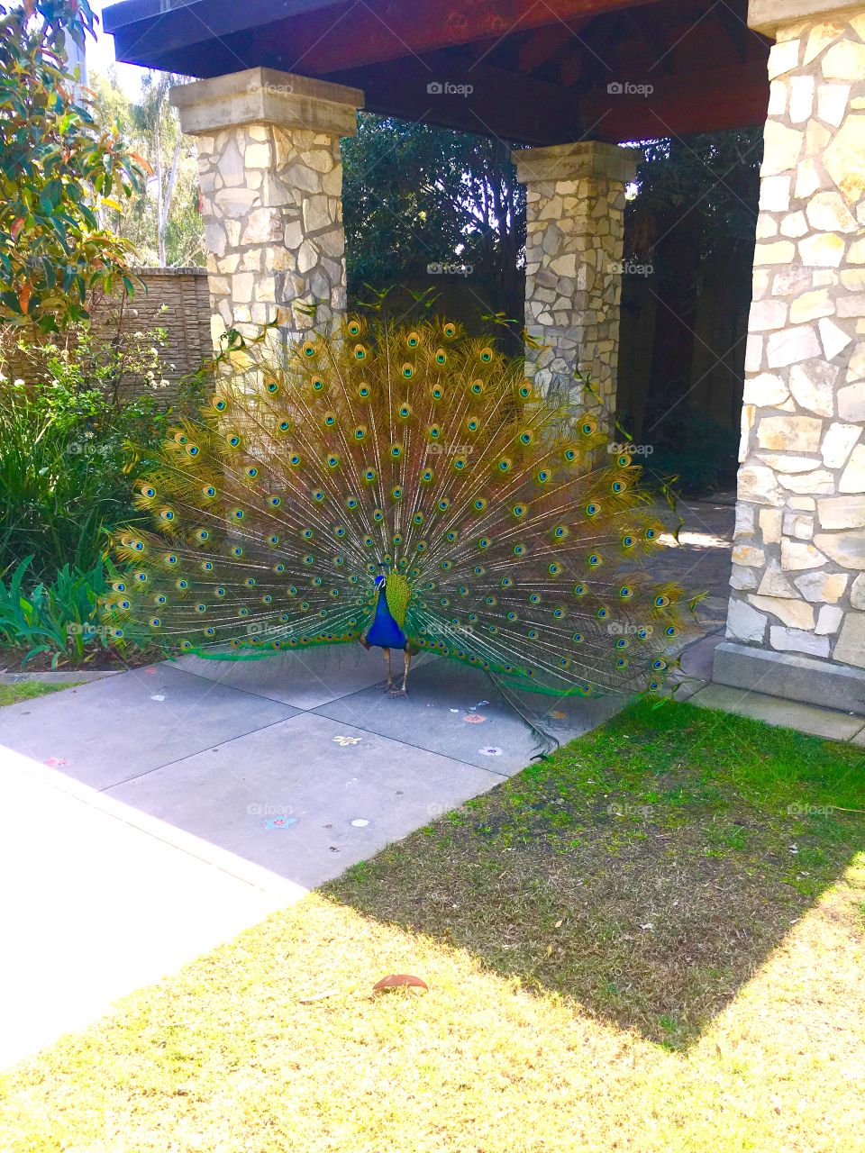 Beautiful Los Angeles Botanical Gardens and Arboretum. I’ve posted several pictures of the beautiful peacocks that are roaming the grounds everywhere! Even their butts are beautiful!🦚😄