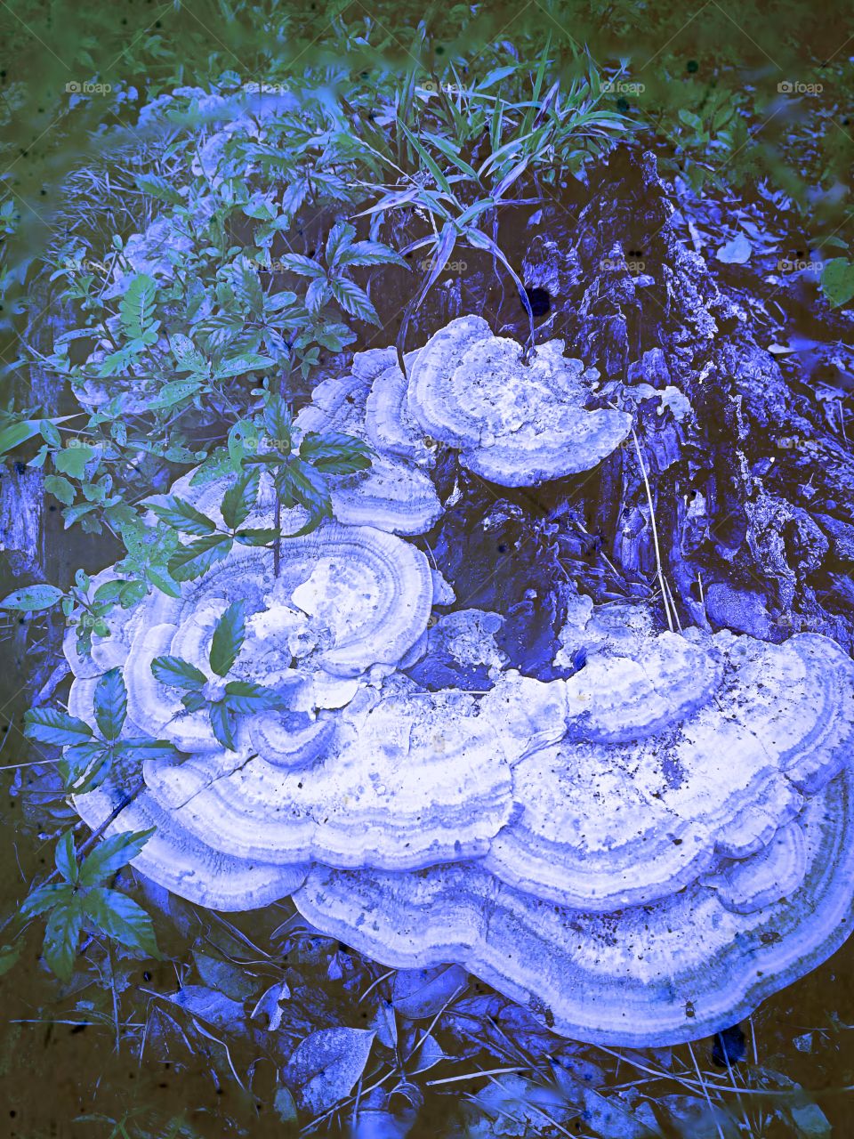 Another image from my yard.