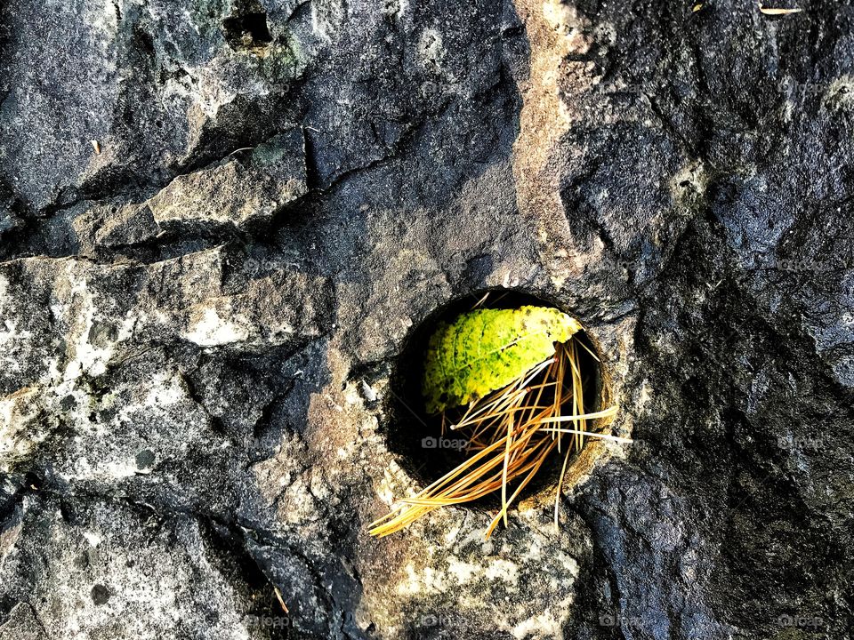 Pine needles in bedrock