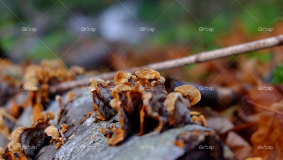 Turkey Tail mushroom growth on a log