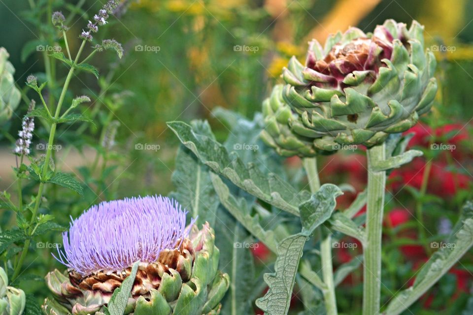 artichoke flowers