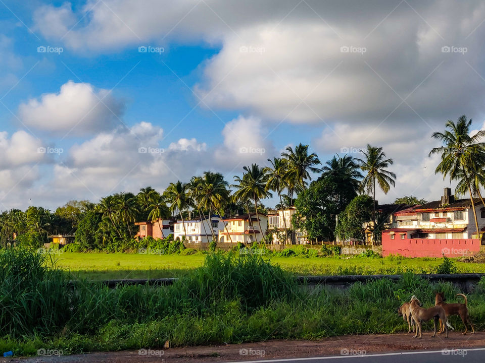 Countryside in summer...