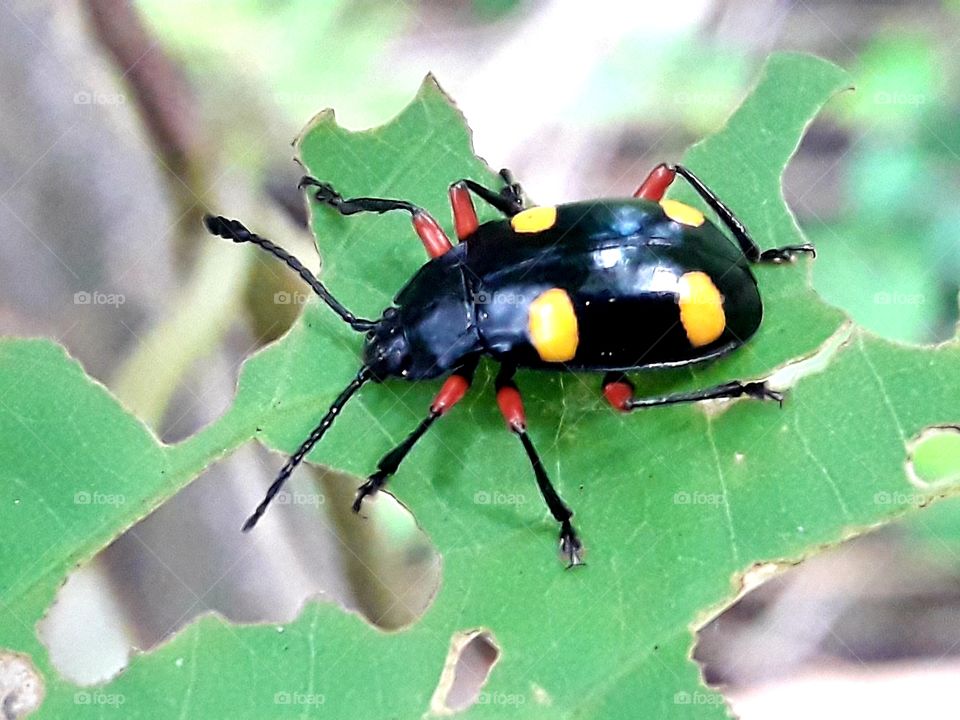 Ladybug insect on a leaf