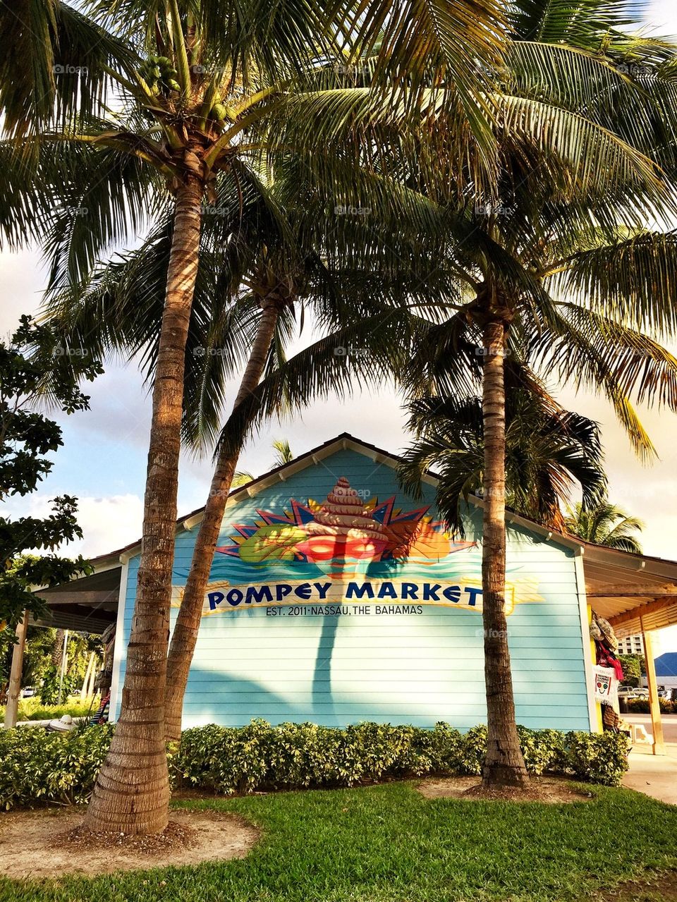 Bahamian Palm Trees