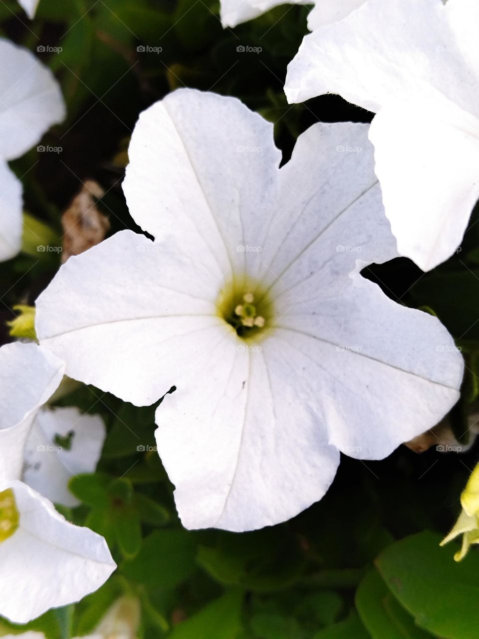 white flower