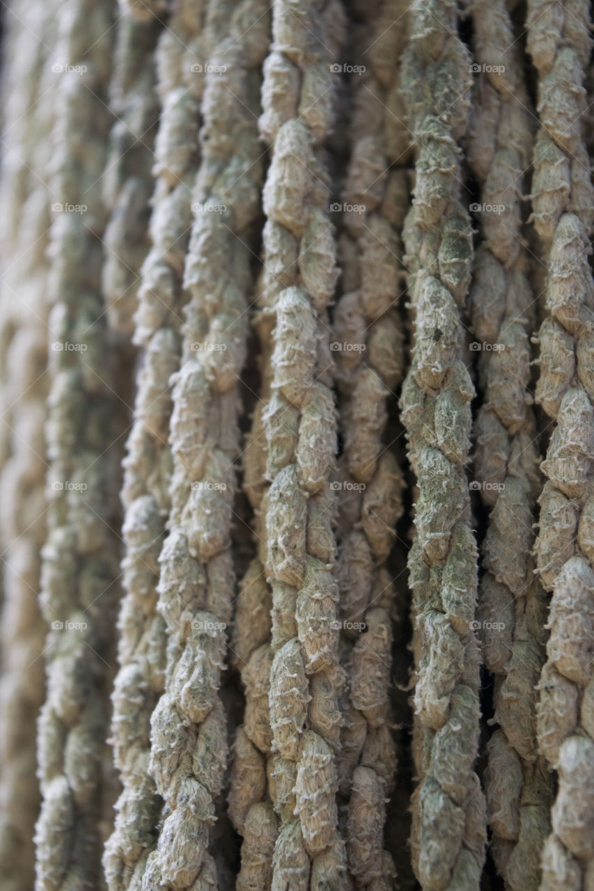 Texture of rope