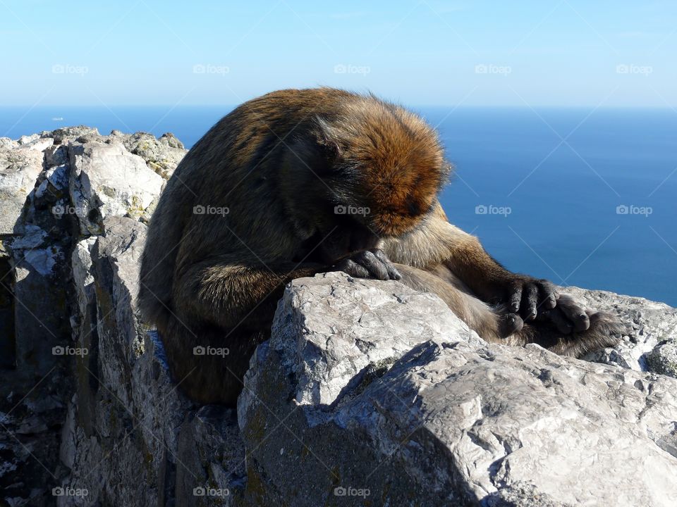 Barbary macaque sleeping on rock formation in Gibraltar.