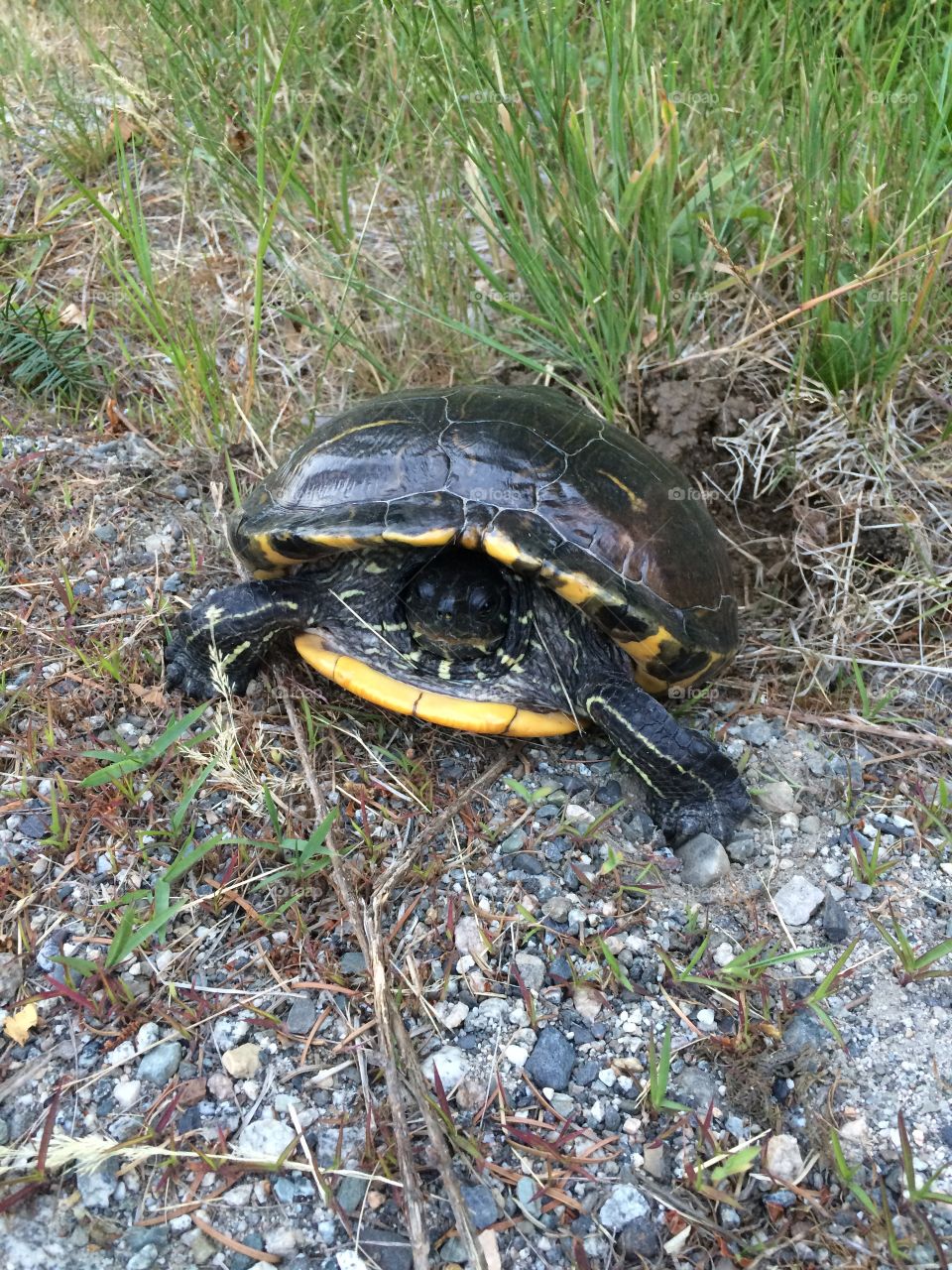 Turtle