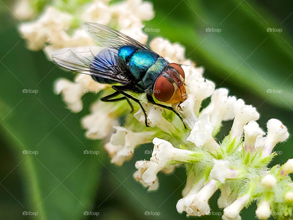 macro of a colorful fly feeding on sweet almond verbena flower nectar