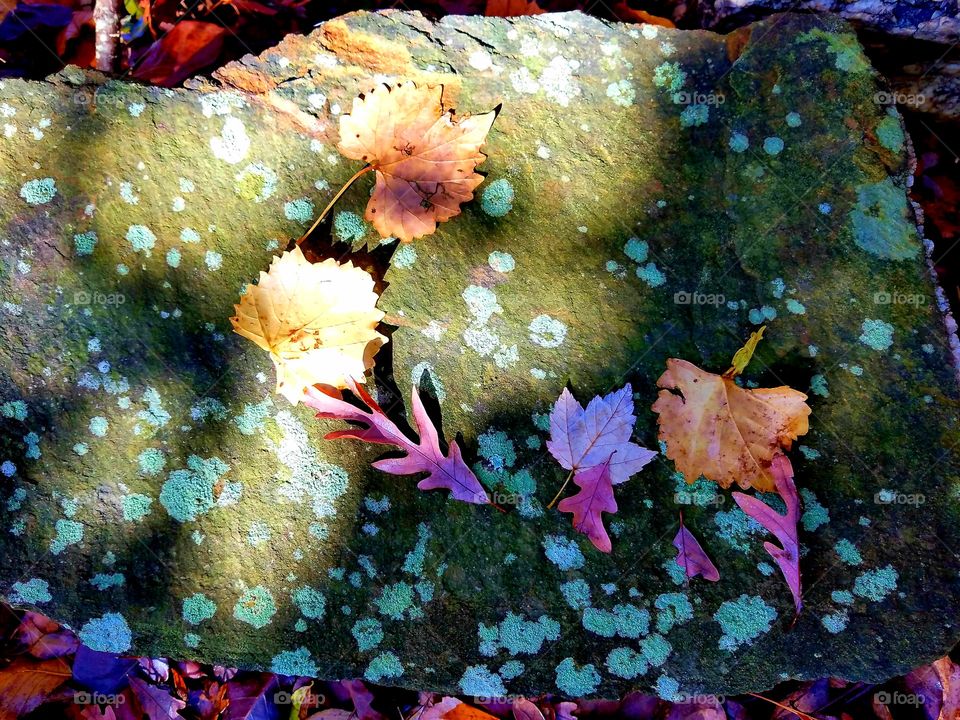 leaves on stone