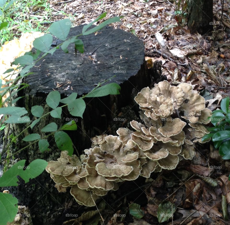 Mushroom cluster around tree stump