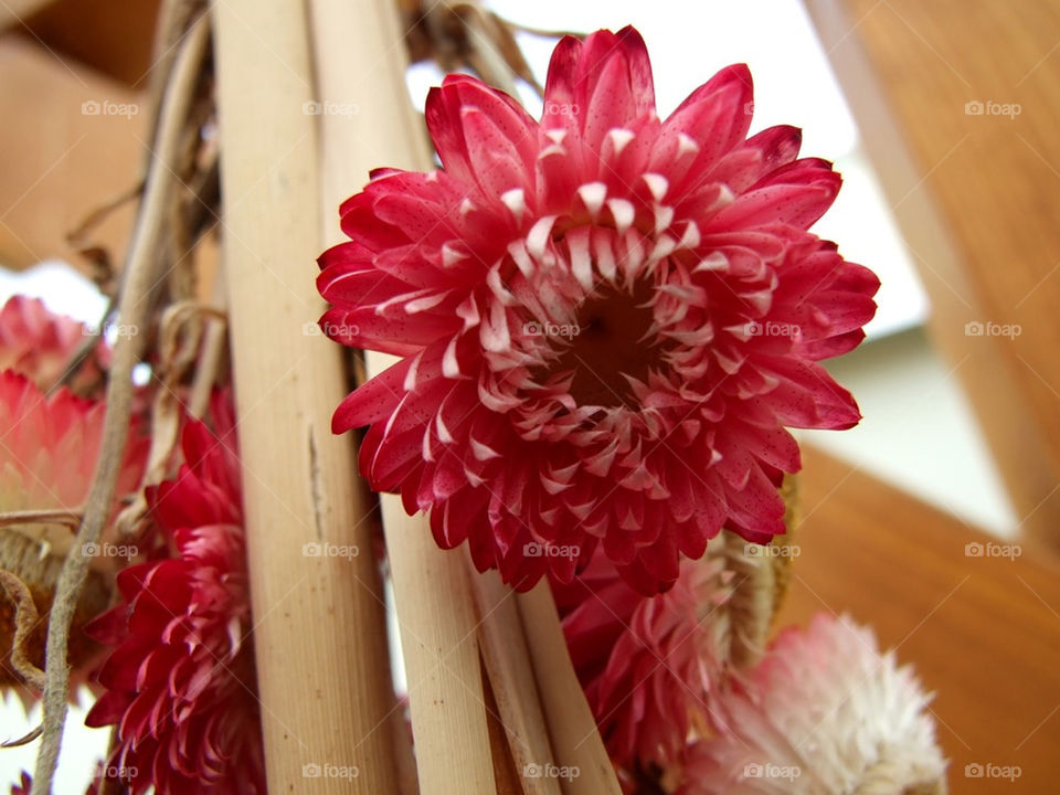 flower macro makro blumen by stef79