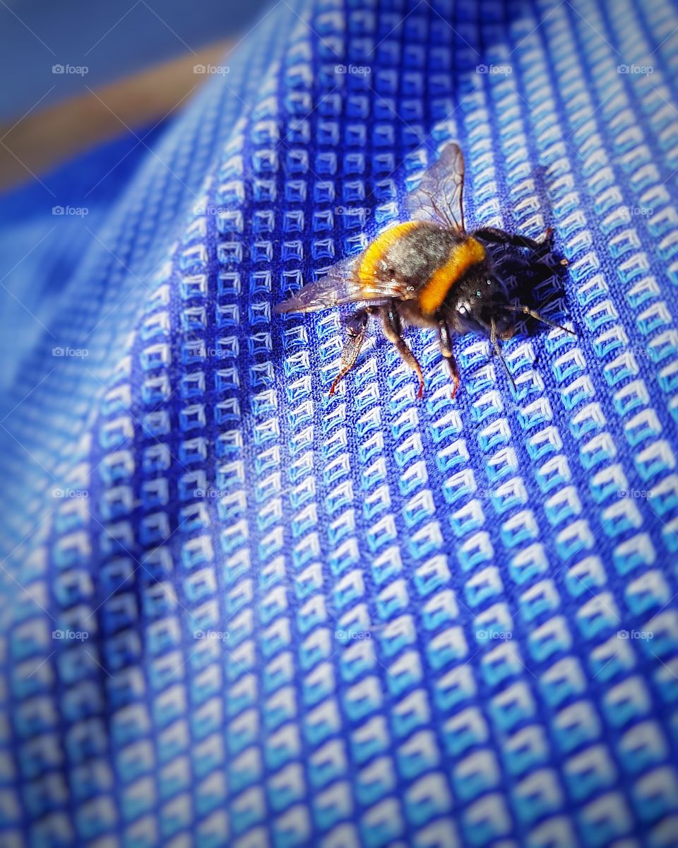 Bee on shirt